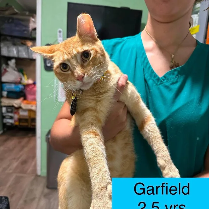 An adult large-sized male Orange / Red Domestic Short Hair cat named Garfield for adoption in Tampa, FL