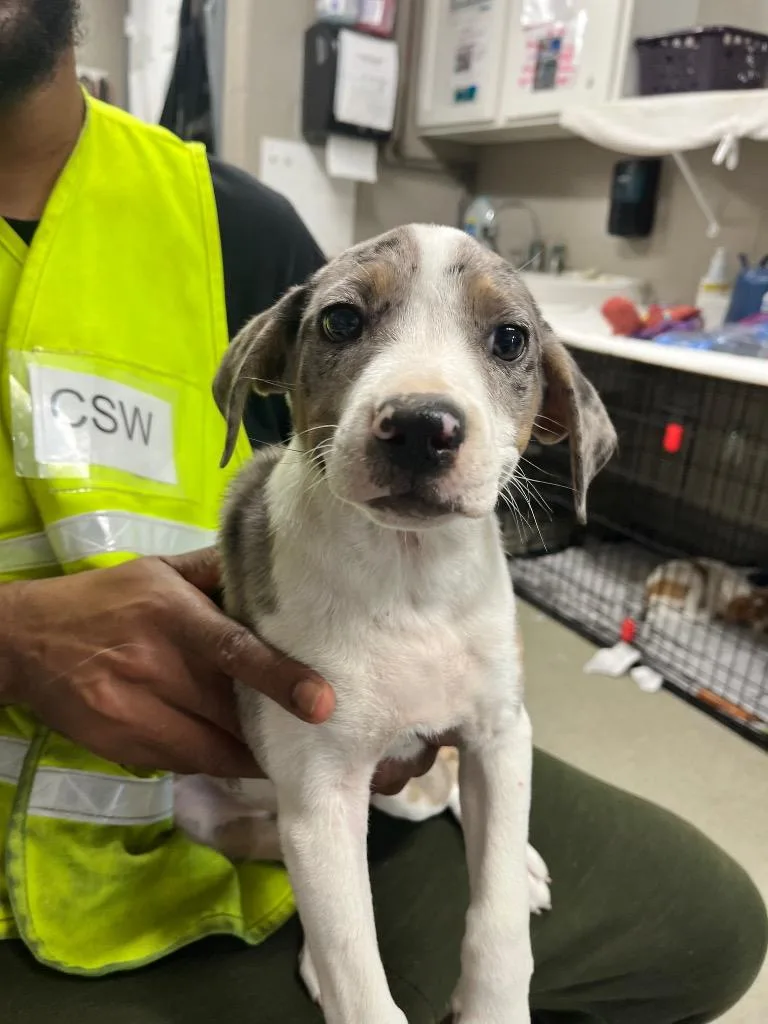 A baby medium-sized female Terrier dog named Onyx for adoption in Hopkinsville, KY