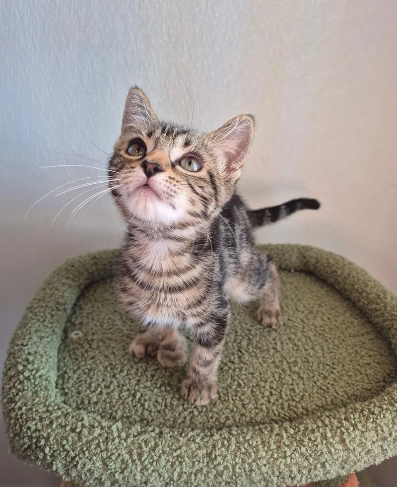 A young small-sized male Domestic Short Hair cat named Felix for adoption in Kingman, AZ