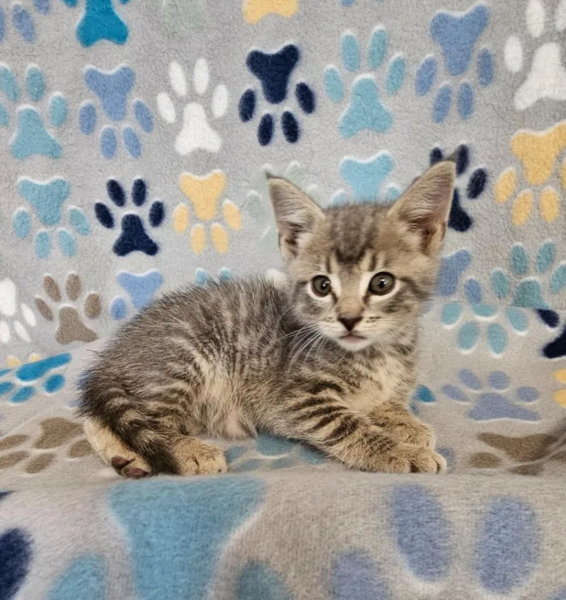 A baby medium-sized male Domestic Short Hair cat named Clyde for adoption in Wabash, IN