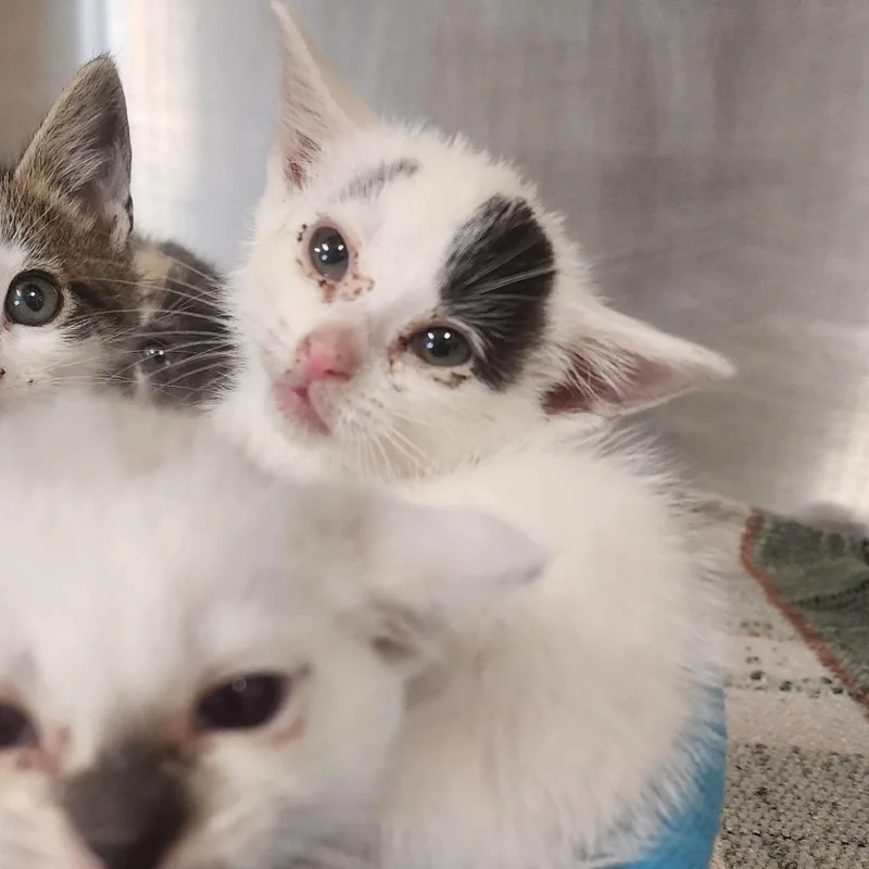 A baby small-sized female White Domestic Short Hair cat named Everly for adoption in Evensville, TN