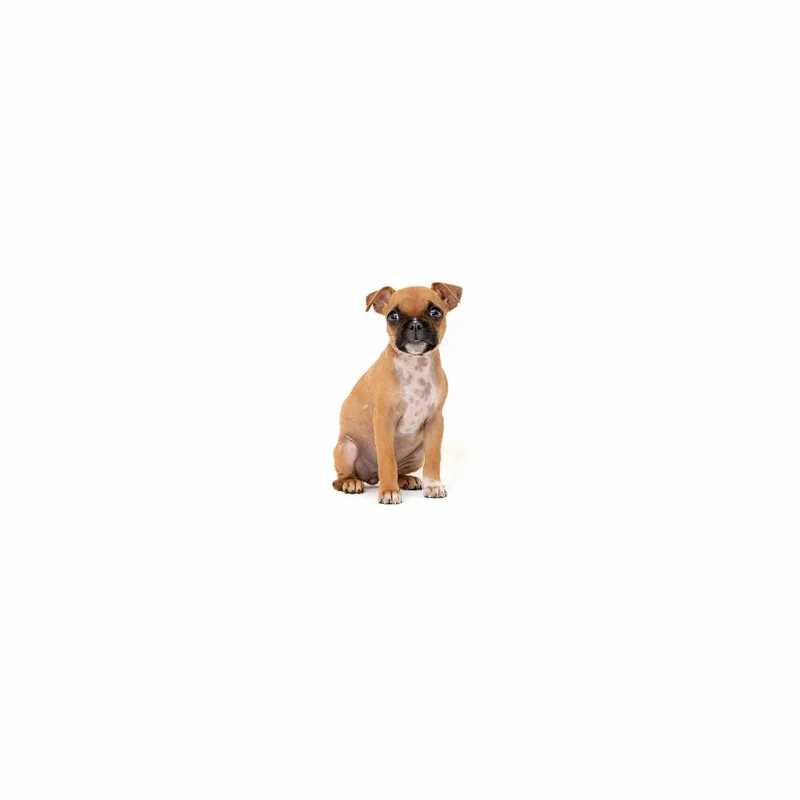 A baby small-sized female Boston Terrier dog named Hazel for adoption in Playa Vista, CA