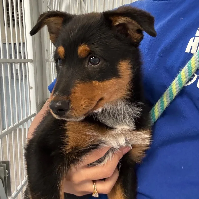 A baby small-sized male Black German Shepherd Dog named Pepe for adoption in Santa Barbara, CA
