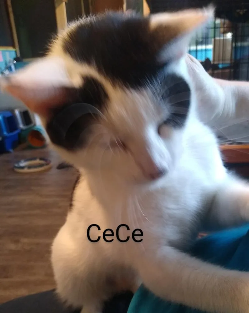 Cece thumbnail 2