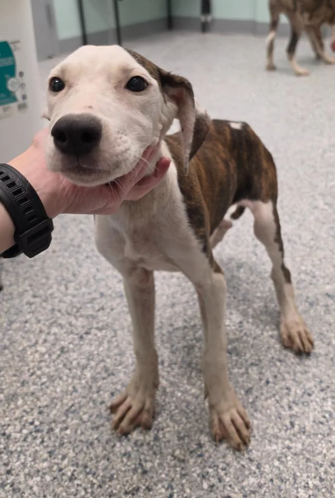 A baby small-sized male Terrier dog named Dennis for adoption in Athens, TN