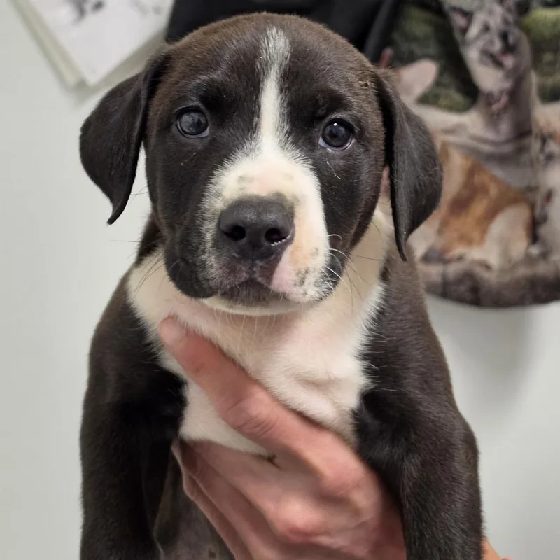 A baby small-sized male Black Mixed Breed dog named Renegade for adoption in Troy, IL