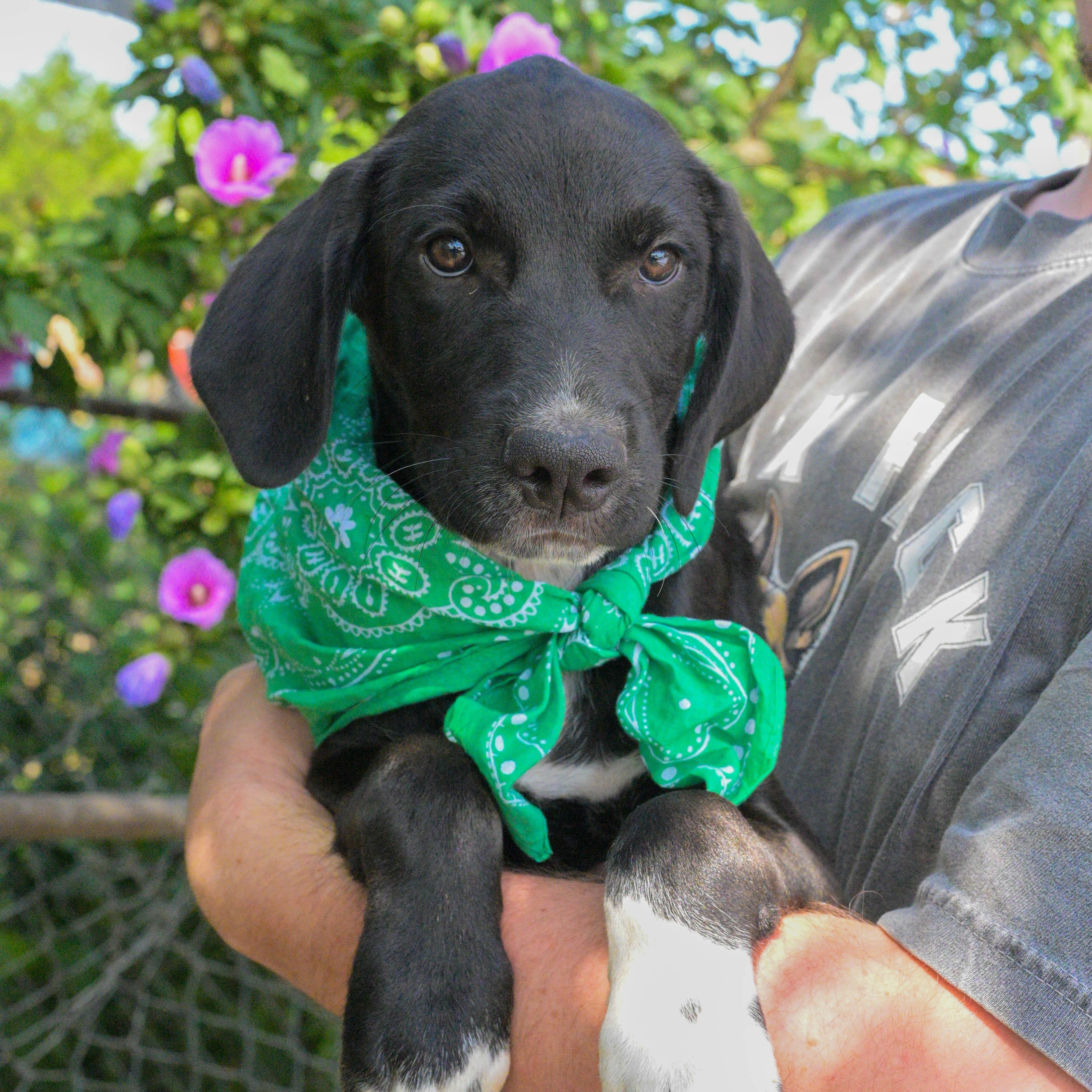 A baby medium-sized male Black Labrador Retriever dog named Adrian for adoption in Okolona, MS