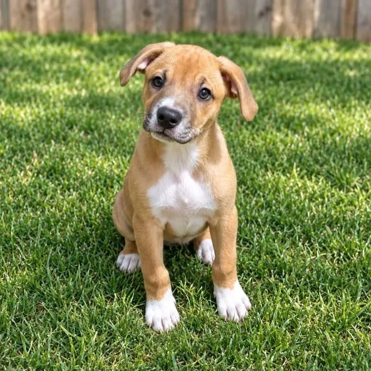A baby medium-sized female Black Mouth Cur dog named Dolly for adoption in Houston, TX