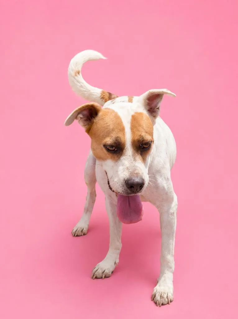 An adult medium-sized female Terrier dog named Lucky for adoption in Wauchula, FL