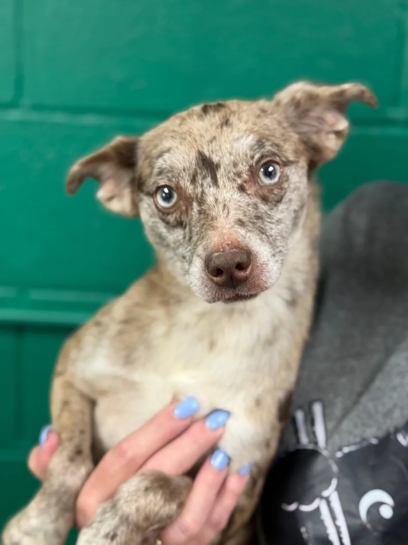 An adult small-sized female Gray / Blue / Silver Cattle Dog dog named Pinky for adoption in Blue Springs, MO