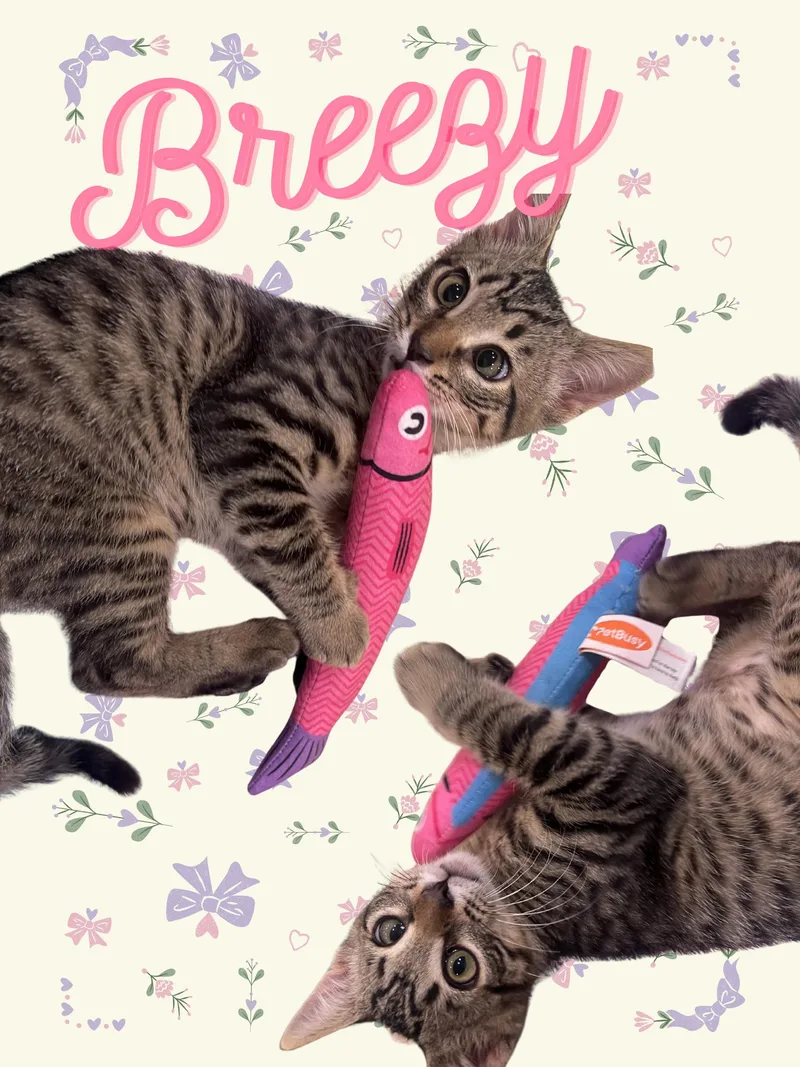 Breezy Video At End!