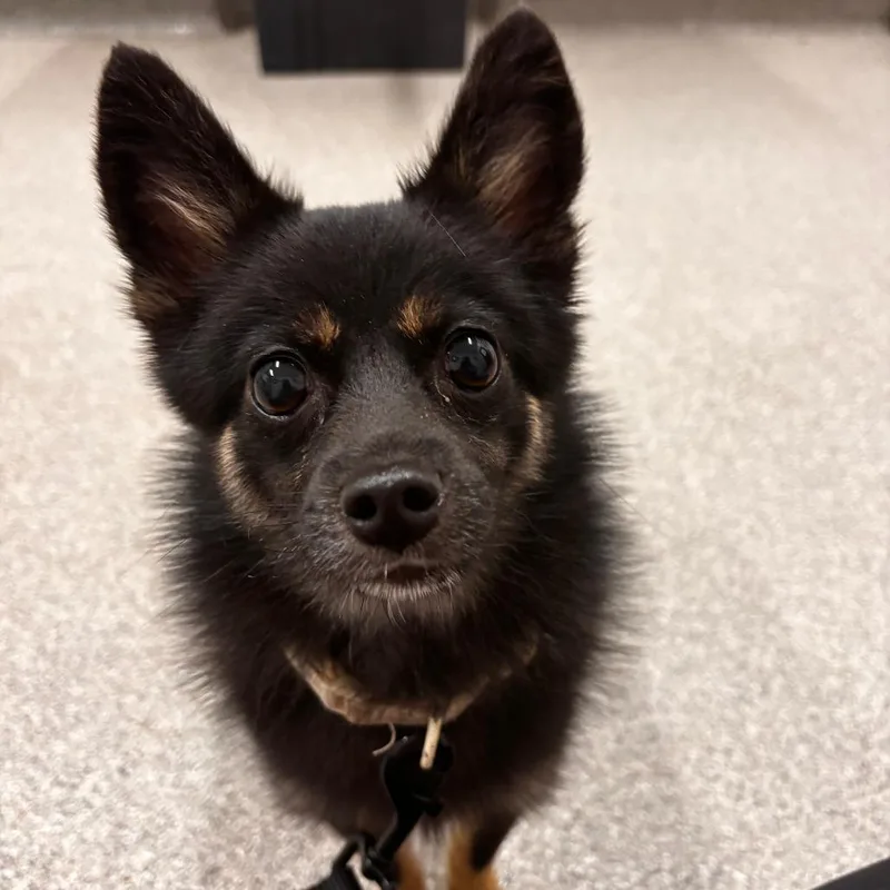 A young small-sized male Chihuahua dog named Guillermo for adoption in Matteson, IL