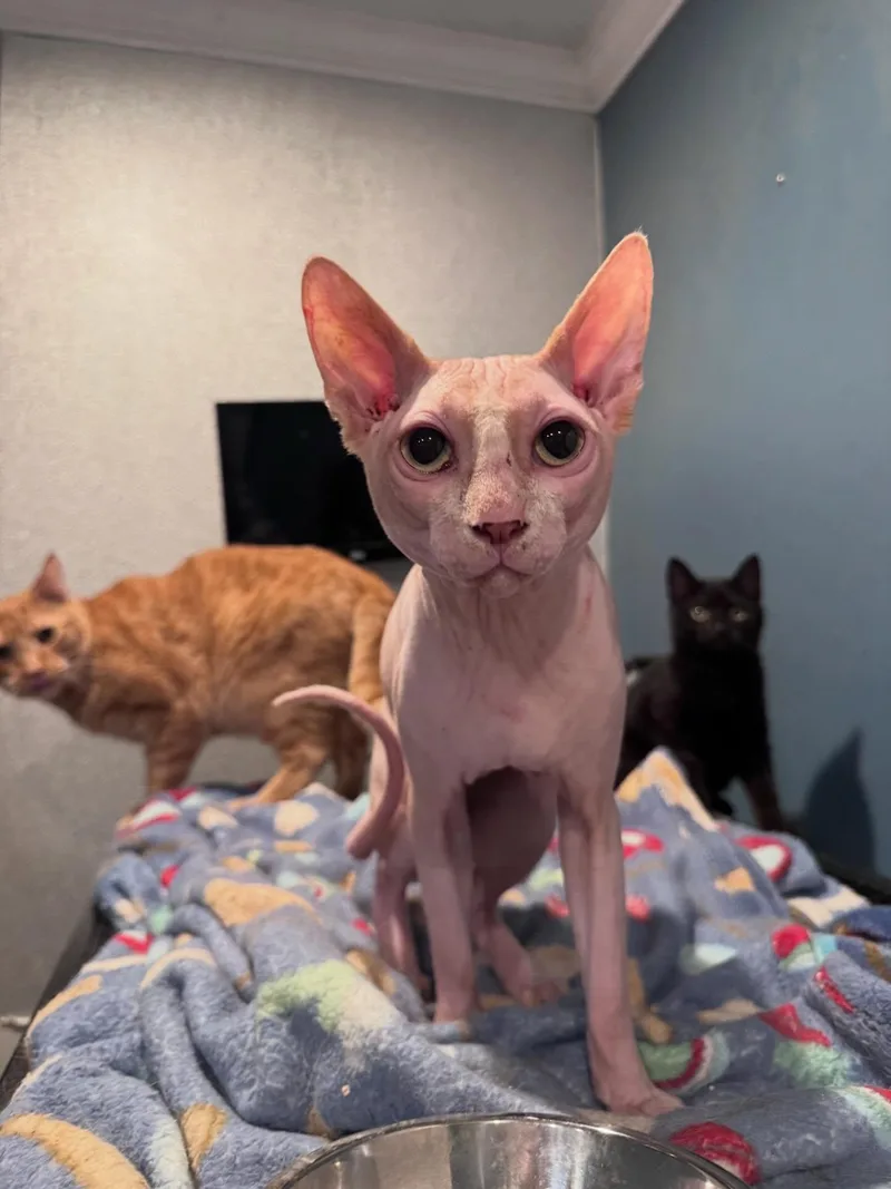 Lord Varys thumbnail 2