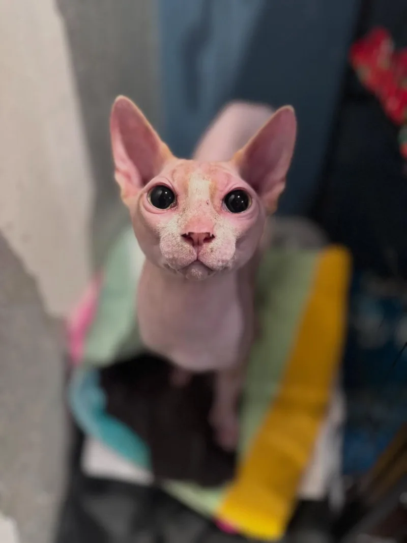 An adult medium-sized male Sphynx / Hairless Cat cat named Lord Varys for adoption in Levittown, PA