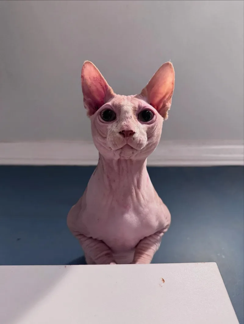 Lord Varys thumbnail 3