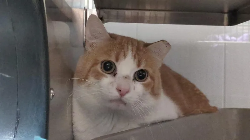 An adult medium-sized male Domestic Short Hair cat named Tommy for adoption in Papillion, NE