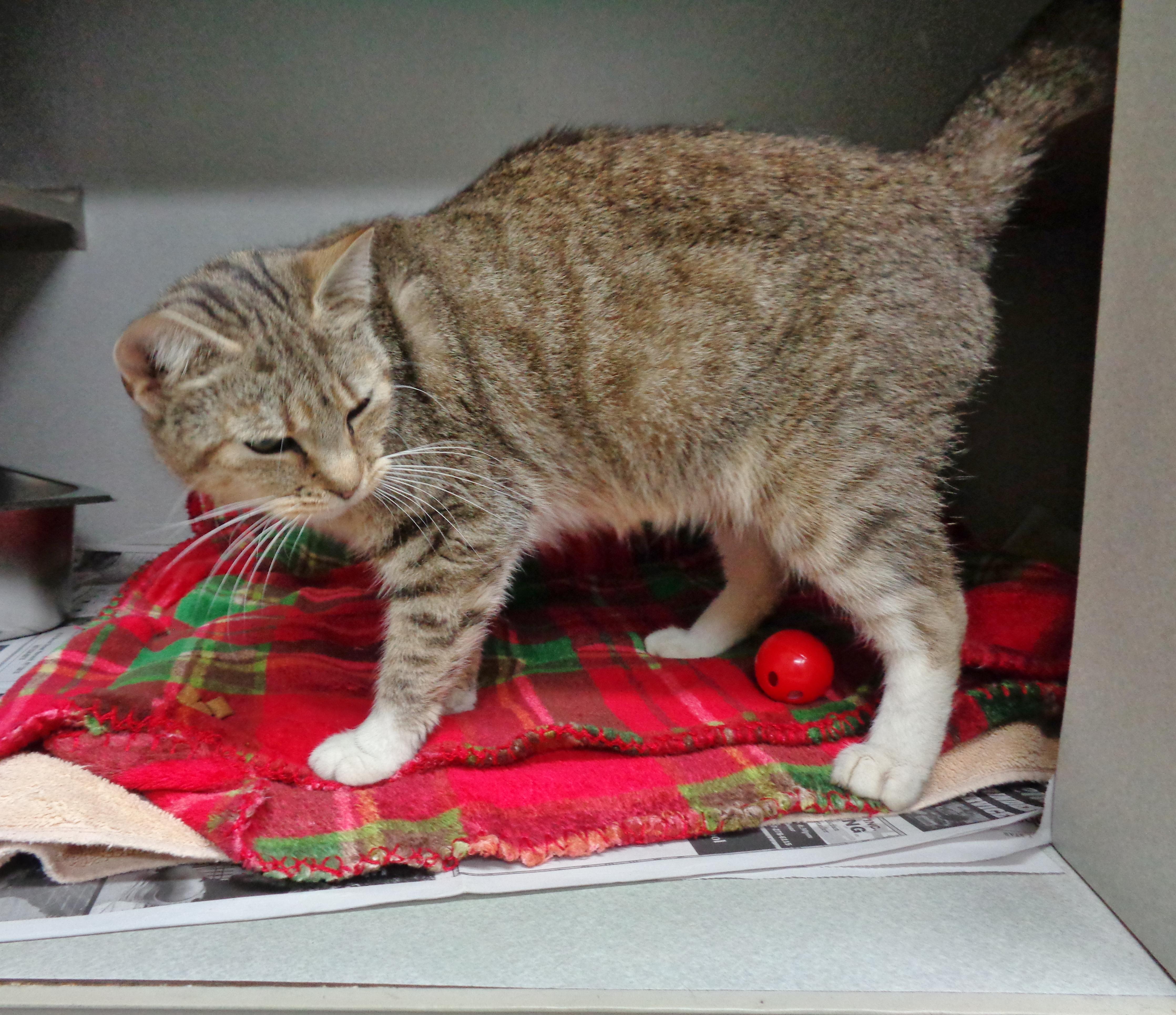 An adult small-sized female Brown / Chocolate Tiger cat named Carmen Maple Legs for adoption in Delhi, NY