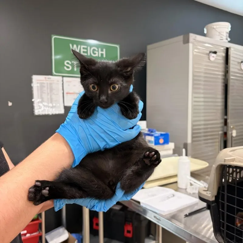 A baby small-sized female Black Domestic Short Hair cat named Frankie for adoption in Livingston, TX