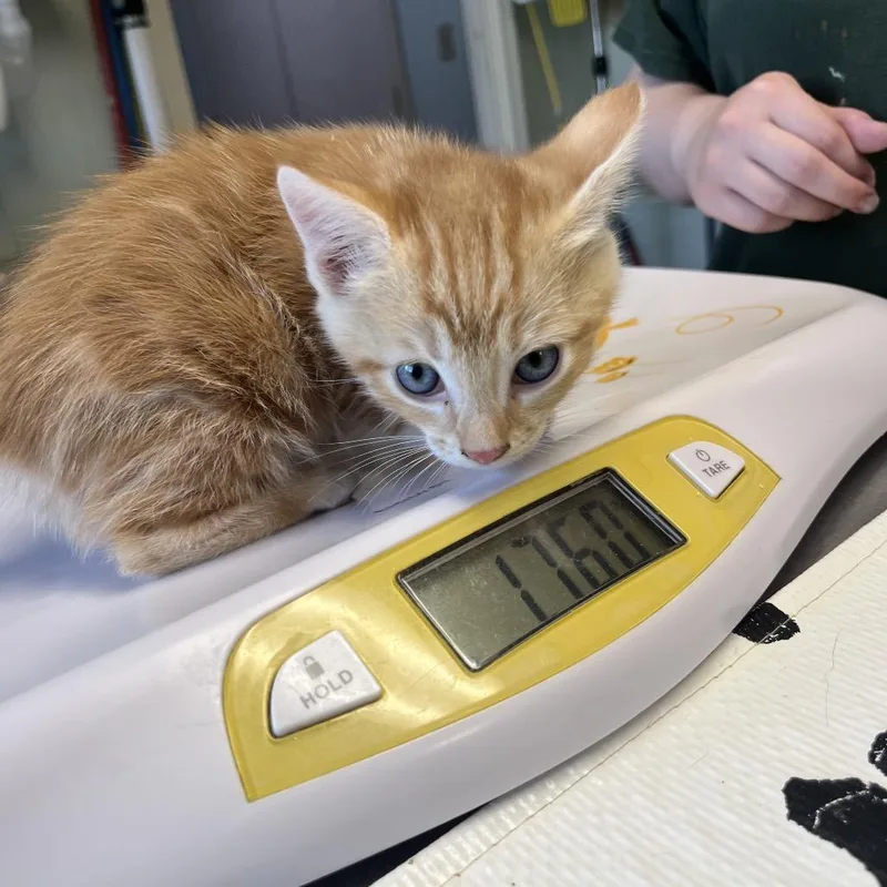A baby small-sized male Orange / Red Domestic Short Hair cat named Tangelo for adoption in Mount Juliet, TN