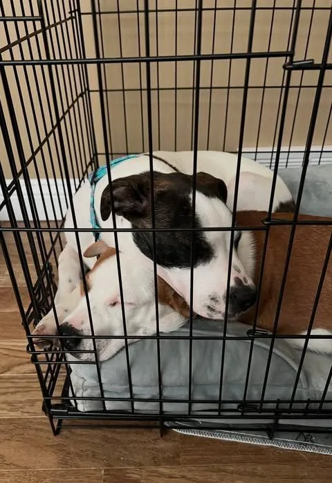 Hera & Hercules thumbnail 3