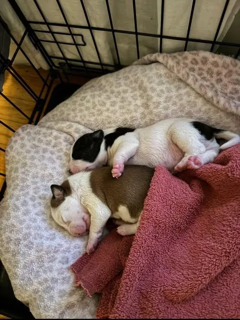 Hera & Hercules thumbnail 4