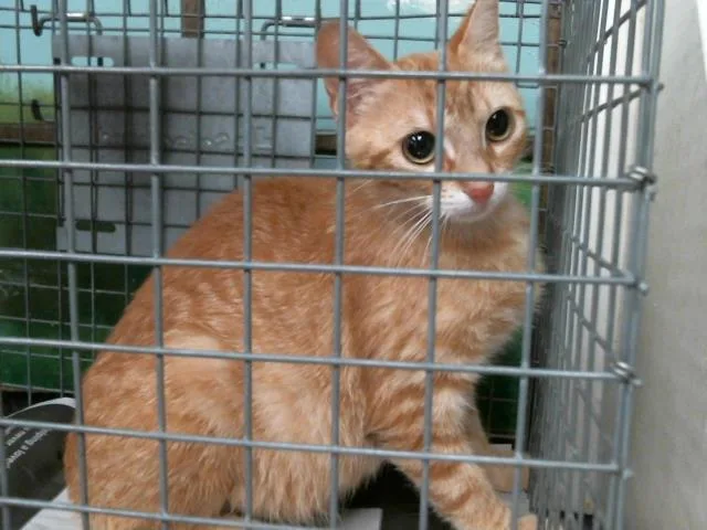 A young medium-sized female Domestic Short Hair cat named Melissa for adoption in Houston, TX