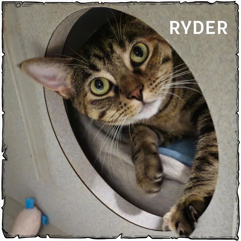 Ryder thumbnail 3