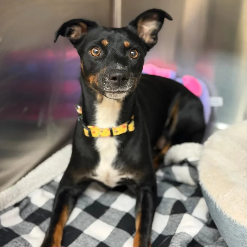 A young small-sized female Black Mixed Breed dog named Foxy for adoption in Denison, TX