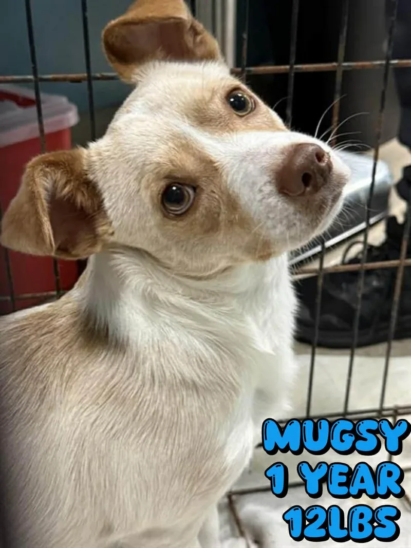 An adult small-sized male Chihuahua dog named Mugsy for adoption in Holbrook, NY