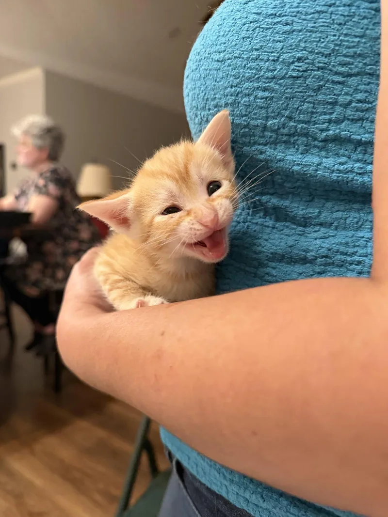 A young medium-sized male Domestic Short Hair cat named Barbacoa for adoption in Camden, SC