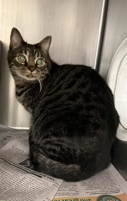 An adult medium-sized male Domestic Short Hair cat named Tiggers for adoption in Lancaster, CA