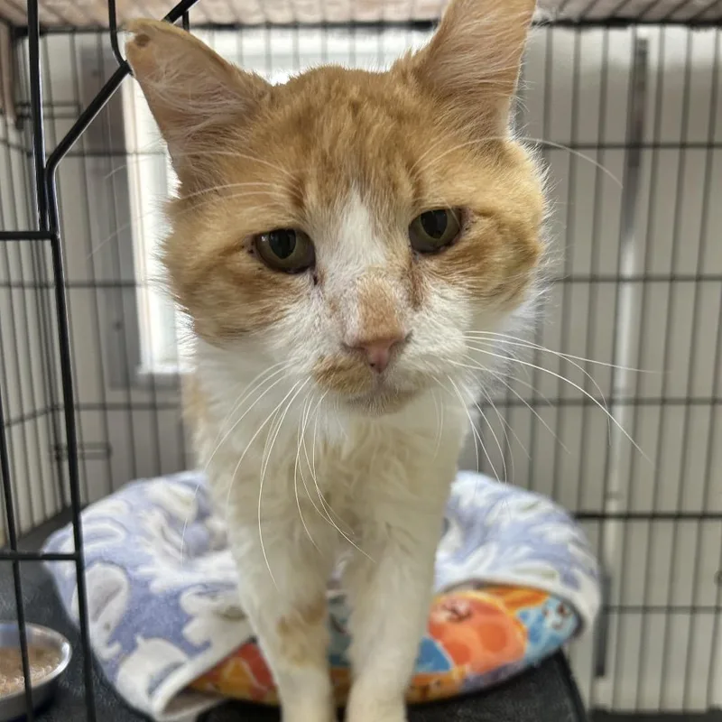 Jumbalaya thumbnail 2