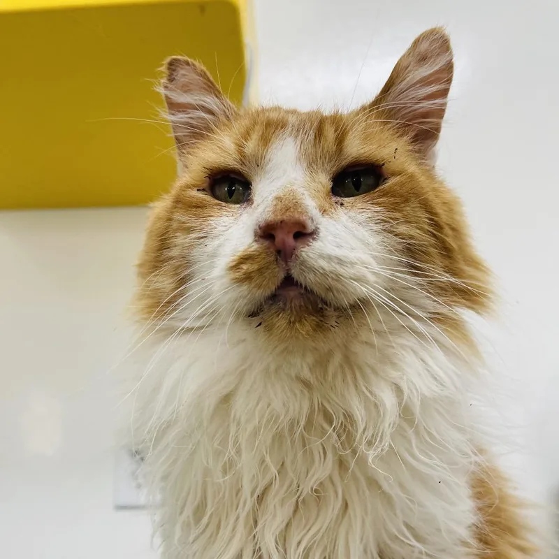 Jumbalaya thumbnail 3