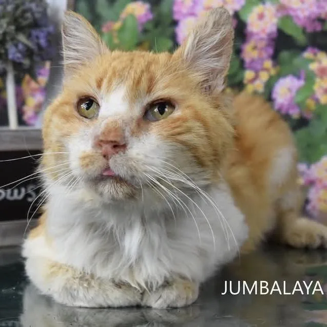 Jumbalaya thumbnail 4