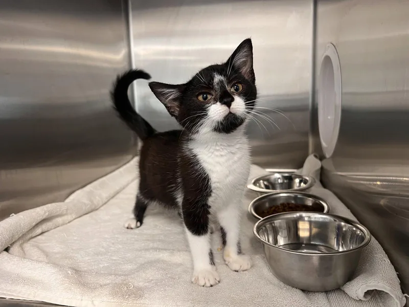 A baby medium-sized male Black & White / Tuxedo Tuxedo cat named Gustav for adoption in Georgetown, KY