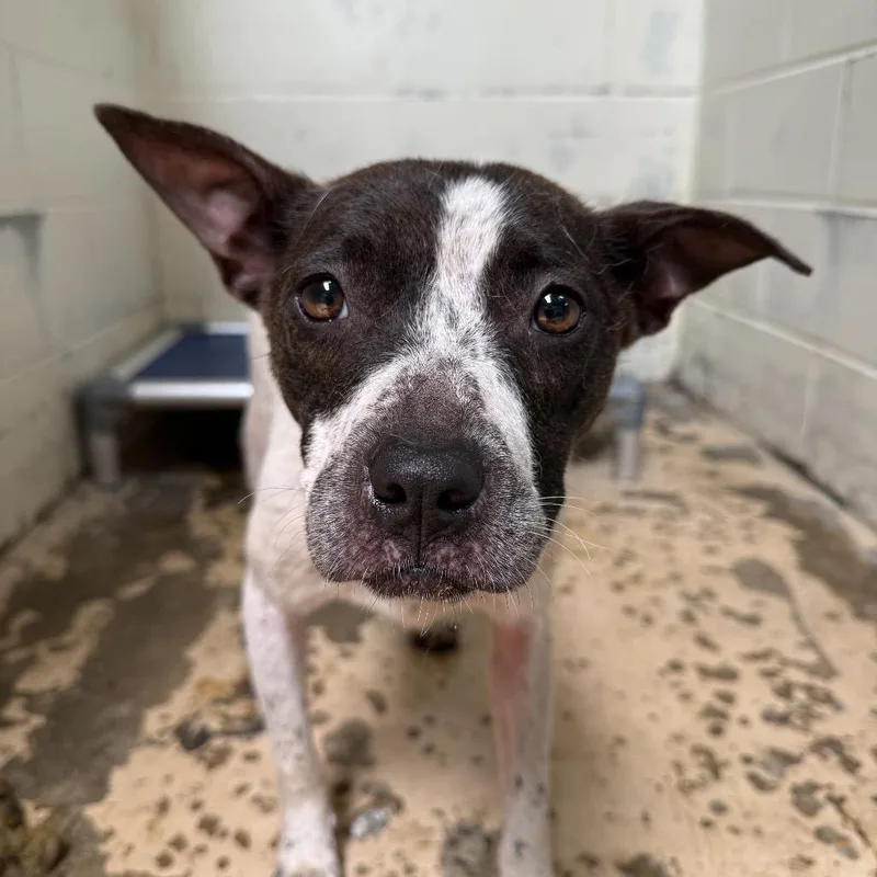 An adult medium-sized female White / Cream Australian Cattle Dog / Blue Heeler dog named Tuscstray for adoption in Tuscaloosa, AL