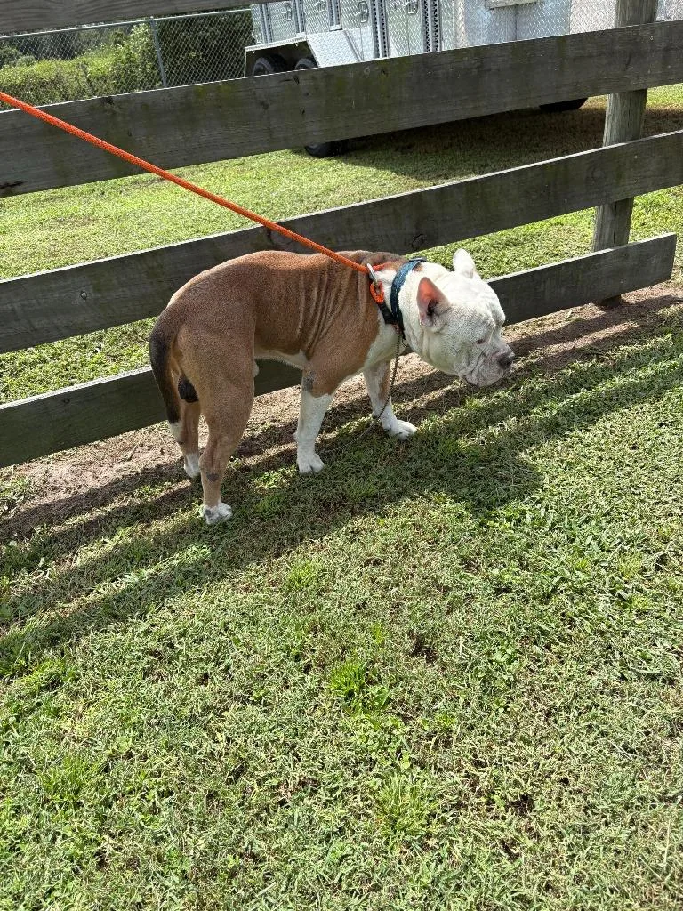 An adult large-sized male American Bulldog dog named Tarzan for adoption in Wauchula, FL