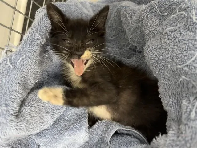 A baby small-sized female Domestic Short Hair cat named A for adoption in Pasadena, TX