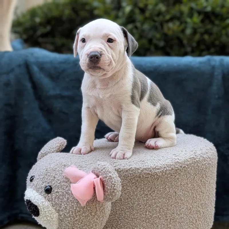 A baby small-sized female Gray / Blue / Silver Pit Bull Terrier dog named Minty Lou Who for adoption in Tyrone, GA