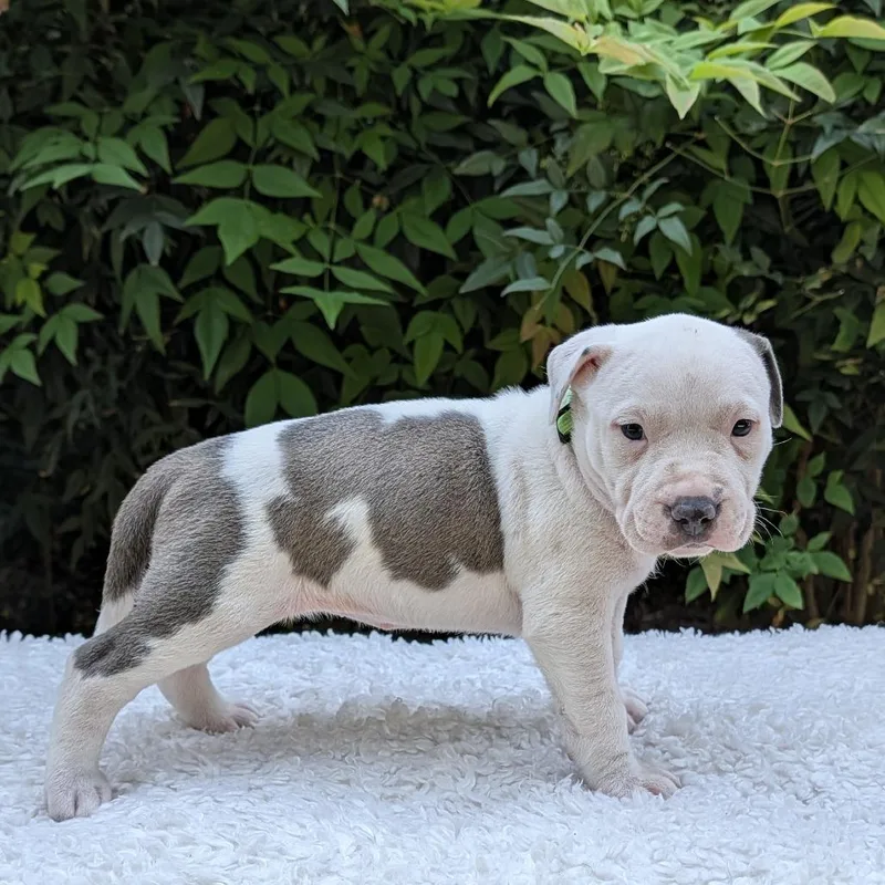 Minty Lou Who thumbnail 2