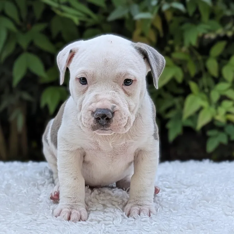 Minty Lou Who thumbnail 3