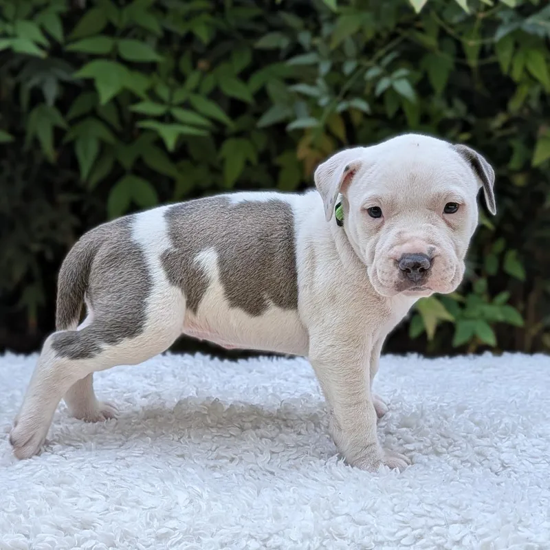 Minty Lou Who thumbnail 5