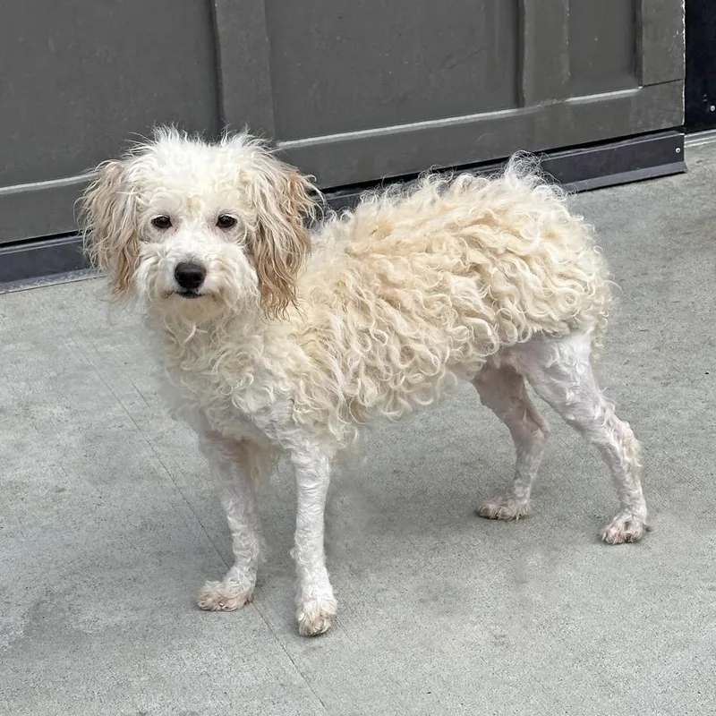 Jelly Bean thumbnail 2