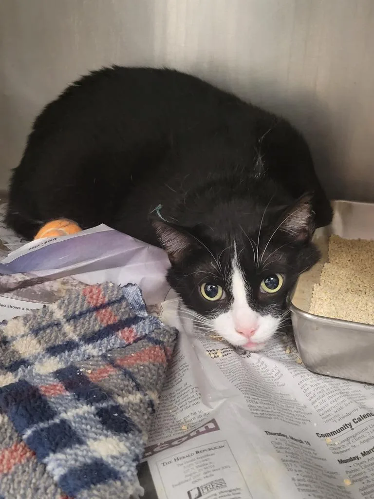 An adult small-sized male Domestic Short Hair cat named Dice for adoption in Angola, IN