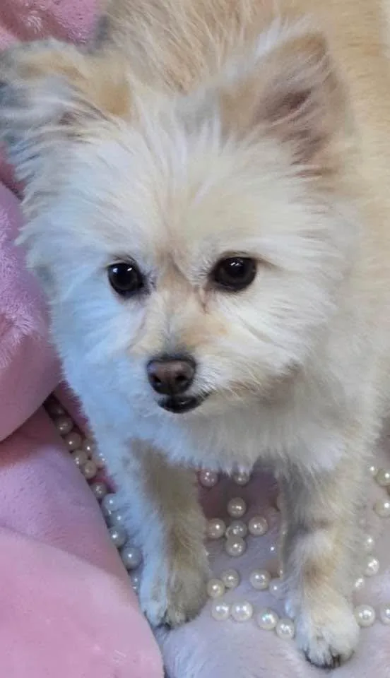An adult small-sized female Apricot / Beige Terrier dog named Daisy for adoption in Las Vegas, NV