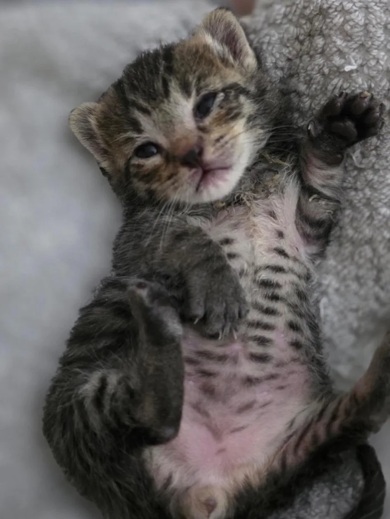 A baby medium-sized male Tabby (Buff / Tan / Fawn) Tabby cat named Kodiak for adoption in Roslyn Heights, NY