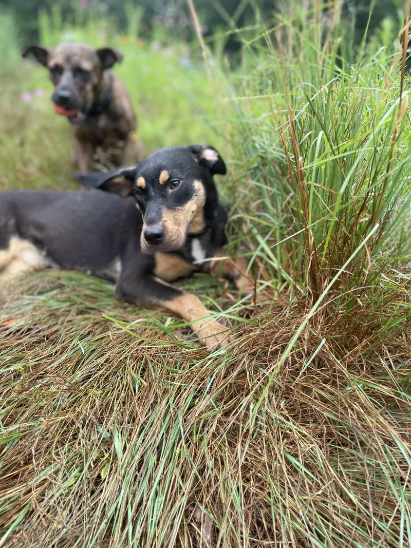 A baby medium-sized female Black Rottweiler dog named Lola for adoption in Cleveland, OH