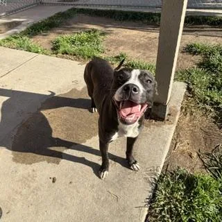 A young medium-sized female Staffordshire Bull Terrier dog named Pickle for adoption in Modesto, CA