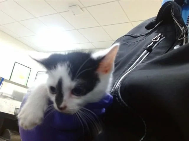 A baby small-sized female Domestic Short Hair cat named Squeek for adoption in Miami, FL