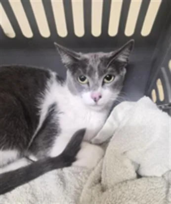 A young small-sized female Domestic Short Hair cat named Purrscilla for adoption in Fremont, CA
